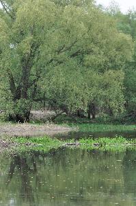 Toruń - nad Wisłą