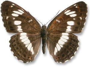 Limenitis camilla - samica