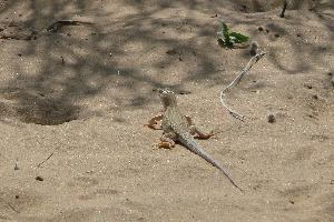 Jaszczurka na półpustyni w Rajasthanie
