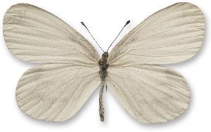 Leptidea morsei - samica