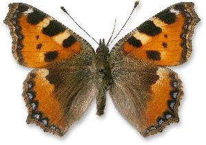 Aglais urticae_samiec.jpg