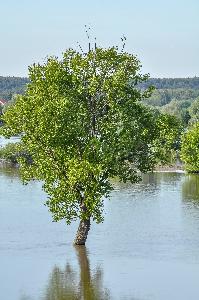 Toruń - powódź w maju i czerwcu 2010 r.